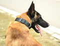 Collar para Perros Medianos y Grandes - Ajustable y Duradero